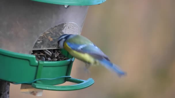 Great Tit passerine bird on the bird feeder eating sunflower seeds Parus Major — Stock videók