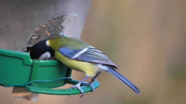 Велика синиця, що сидить на годівниці для птахів, їсть насіння соняшнику в заповіднику — стокове відео
