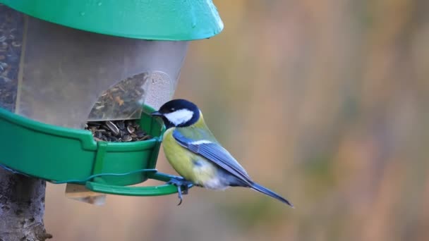 Great Tit Parus major sits on bird feeder eating sunflower seeds passerine bird — Stockvideo
