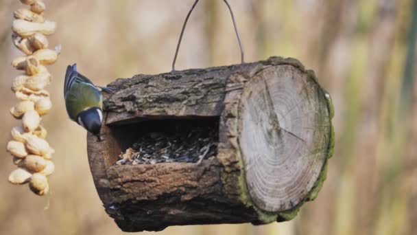 Great Tit in forest birdhouse feeding with sunflower seeds in a natural reserve — Vídeo de Stock