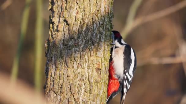 Great Spotted Woodpecker cinceles y martillos en el árbol para encontrar alimentos e insectos — Vídeo de stock