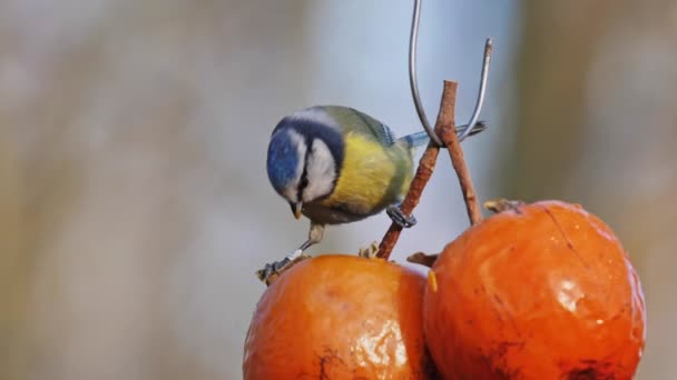 Great Tit Parus major eating big orange fruit hang out in a natural reserve park – stockvideo
