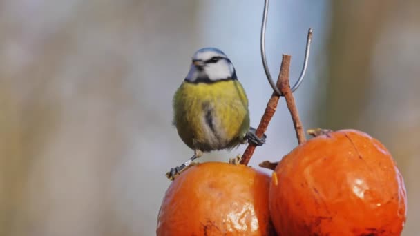 Great Tit sits on the branch of hanging fruit eats fruit in natural reserve park — Stockvideo