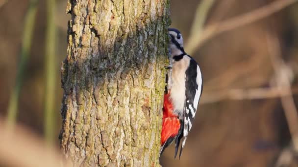 Great Spotted Woodpecker on a tree branch chisels into the tree to find food — Stock Video