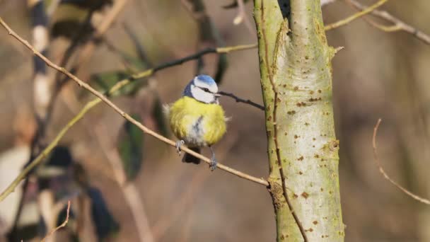 Eurasian blue tit sitting on a small twig with forest background Passerine bird