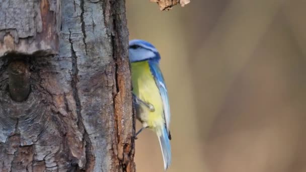 Eurasian blue tit eating insects small passerine bird hunting for food on a tree — Video