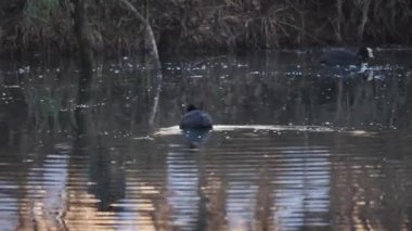 Avrasya Yaban Ördeği Nehir Gölü 'nde yüzen yaban hayatı kuşunu izliyor