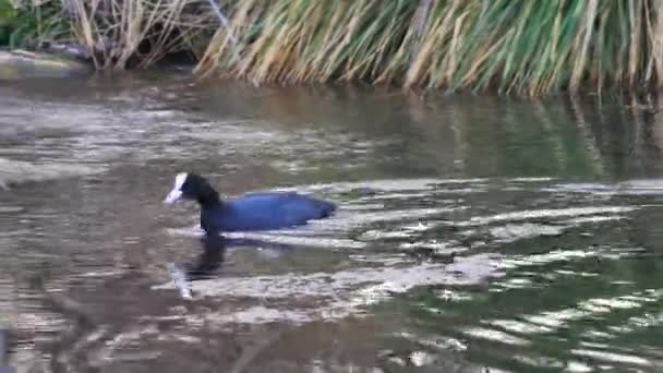 Eurasian Coot or Common Coot swimming in a pond water bird from European lakes — Stock Video