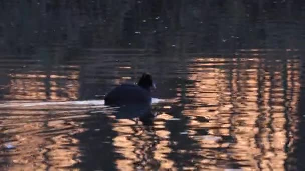 Eurasian Coot Common Coot Silhouette nage dans un oiseau gris lac avec bec blanc — Video
