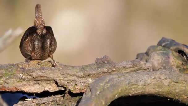Zaunkönig jagt auf Baum ein kleines Gartenzaunkönig-Familienmitglied auf Nahrungssuche — Stockvideo