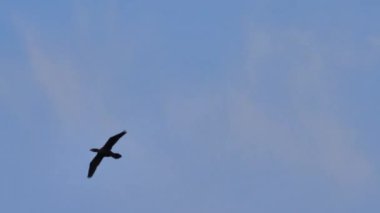 Üreme tüylerindeki büyük siyah karabatak açık mavi gökyüzüne doğru uçuyor. 