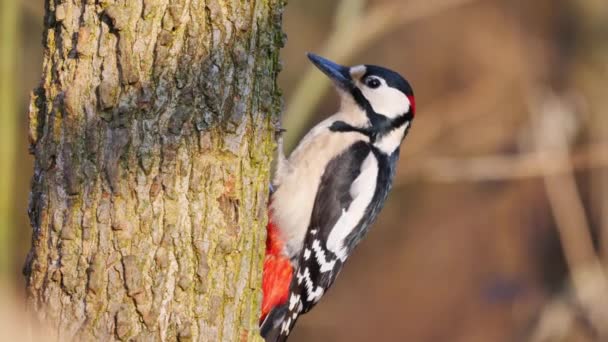 Gran pájaro carpintero moteado sentado en un tocón de árbol y comiendo insectos — Vídeo de stock