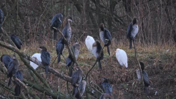 Um bando de Grande Cormorão Negro ou Phalacrocorax Carbo em uma reserva natural — Vídeo de Stock