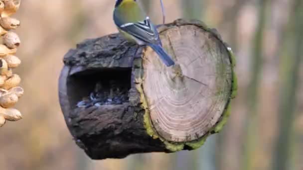 Велика синиця в пташнику їсть насіння соняшнику перехожі птахи сімейство синиць Paridae — стокове відео