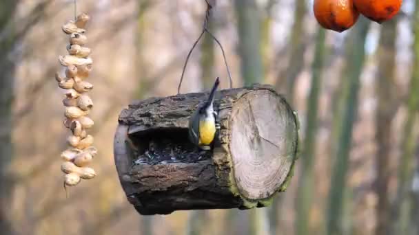Great Tit Parus major in birdhouse feeding with sunflower seeds peanuts hanging — 비디오