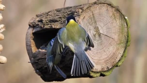 Great Tit Parus major birds in forest birdhouse feeding on sunflower seeds — Stockvideo