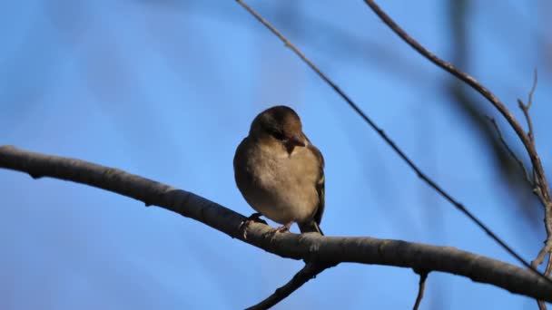 Pardal italiano descansando em um galho de árvore um pássaro passerino da família de pardais — Vídeo de Stock