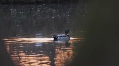 Mallard erkeği, su yüzeyinde ağaçların yansıması olan bir gölde yüzer.