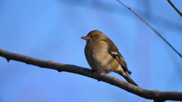 Samice italského vrabce Passer Italiae sedící na větvích stromů passerine bird — Stock video