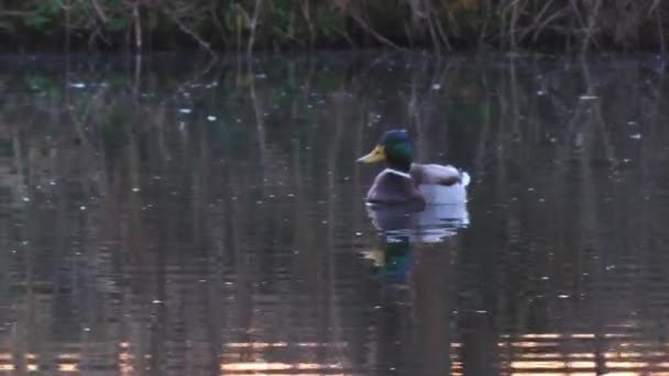 Mężczyzna z krzyżówki Anas Platyrhynchos pływa na powierzchni wody w stawie dzika kaczka — Wideo stockowe