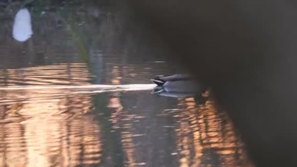 Bir erkek Mallard su yüzeyinde ağaçların yansımasıyla bir gölde yüzer. — Stok video