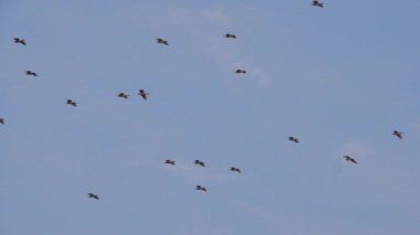 Batılı sığır sürüsü Egret Bubulcus Ibis gün batımında bir ağacın yanında uçuyor.