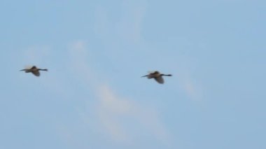 Batı Egret sürüsü Bubulcus Ibis Heron ailesine doğru uçuyor.
