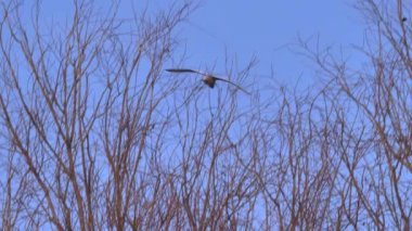 Batı Sığırları Egret Bubulcus Ibis uçuyor ve yuvaya geri dönüyor.