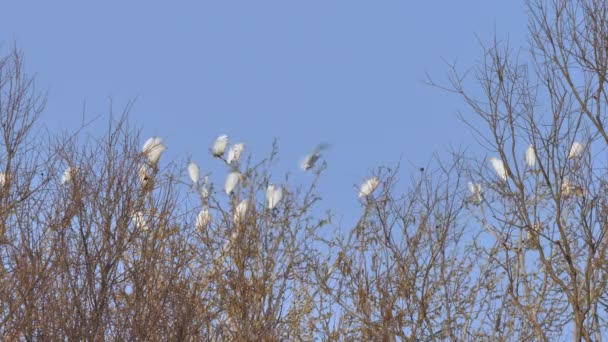 Western Cattle Egret σε σμήνος που πετάει πάνω από κλαδί δέντρου για τη νύχτα — Αρχείο Βίντεο
