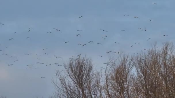 Bovins de l'Ouest aigrette Bubulcus Ibis volant de retour à l'arbre se préparant pour la nuit — Video