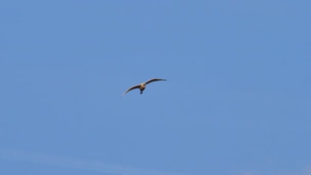 Western Cattle Egret Bubulcus Ibis vlucht tegen de helderblauwe hemel zonsondergang — Stockvideo