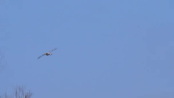 Western Cattle Egret die tegen de heldere hemel vliegt komt terug naar de broedkolonie — Stockvideo