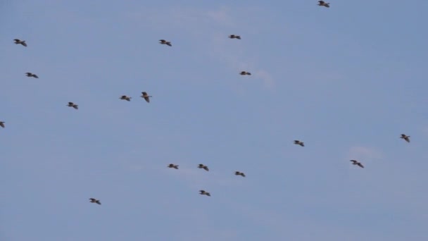 夕日の間に木の近くを飛んでいる西の牛Egret Bubulcus Ibisの群れ — ストック動画