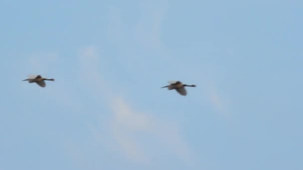 Zachodni Bydło Egret latający w stadzie w kierunku gniazda Bubulcus Ibis Heron rodziny — Wideo stockowe