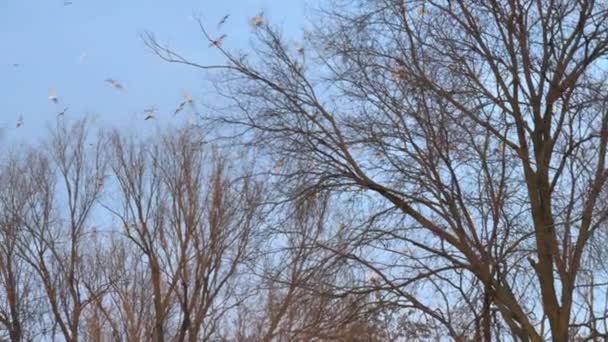 Western Cattle Egret σε μια ομάδα που πετάει πάνω από τα δέντρα ενάντια στον ουρανό ηλιοβασιλέματος — Αρχείο Βίντεο