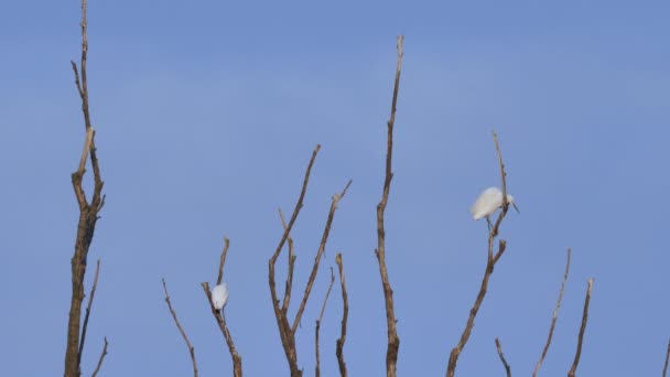 Västra Nötkreatur Egret sitter på en trädgren med flockbildning under solnedgången — Stockvideo