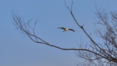 Batı Sığır Egret, Heron ailesinin gece üyesi için yuvaya geri dönüyor.