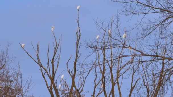 Un gregge di Egret Bovini Occidentali in un gruppo seduto su rami d'albero contro il cielo — Video Stock