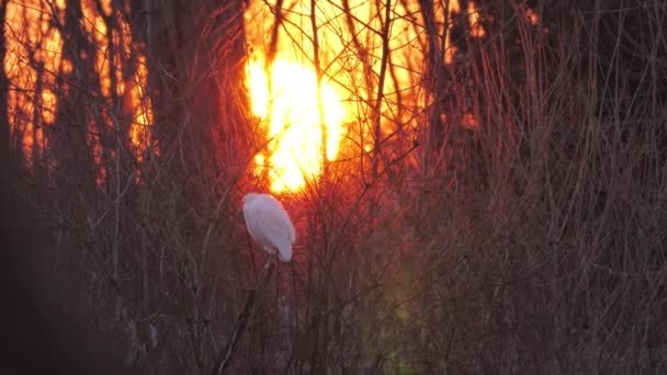 Западный скот Бубульк Ибис дикая птица, сидящая на дереве в течение золотого часа — стоковое видео