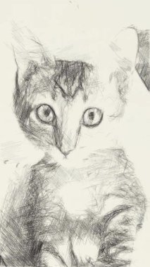 Güzel kedinin siyah beyaz çizimi 