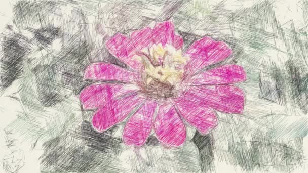 Arte Disegno Colore Rosa Zinnia Fiore — Video Stock