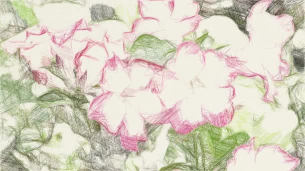 自然の庭でイマーラユリの花の絵を描く — ストック動画