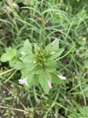 Cleome Gynandra bitkisi doğa bahçesinde