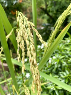 Tayland 'da taze yeşil pirinç ağacı