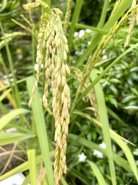 Fresh Green Rice Tree Country Thailand — Stock Photo, Image