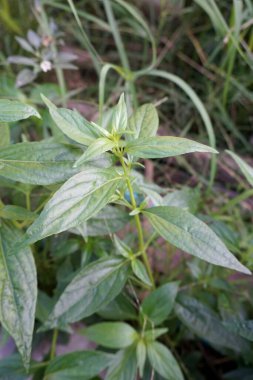 Taze yeşil Andrographis panikleme bitkisi doğa bahçesinde