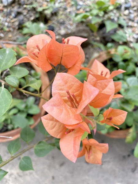 Bougainvillea Blume Naturgarten — Stockfoto