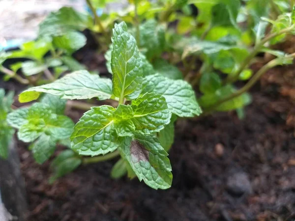 自然花园绿叶薄荷 — 图库照片