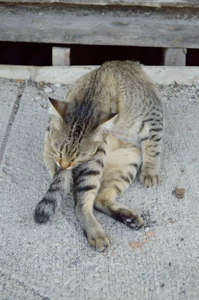 Close Niedliche Gestromte Katze Auf Zementboden — Stockfoto