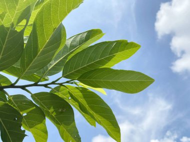 Taze yeşil elma yaprağı doğa bahçesinde